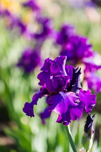 Iris tuin — Stockfoto