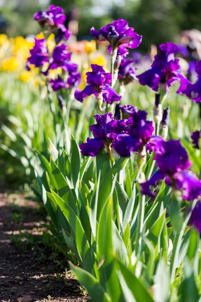 Iris Bahçe — Stok fotoğraf