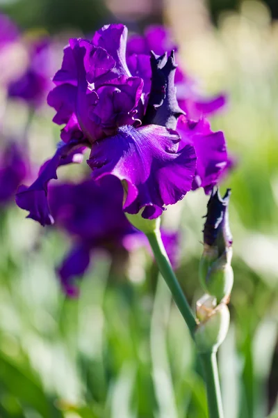 Iris garden — Stock Photo, Image