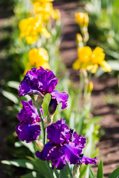 Iris garden — Stock Photo, Image