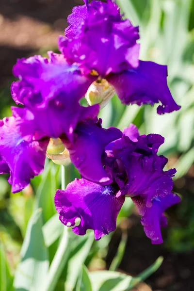 Iris tuin — Stockfoto