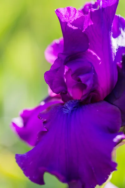 Iris zahrada — Stock fotografie