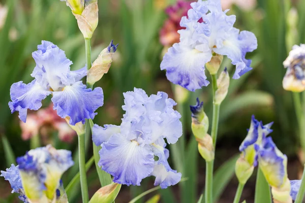 Iris tuin — Stockfoto