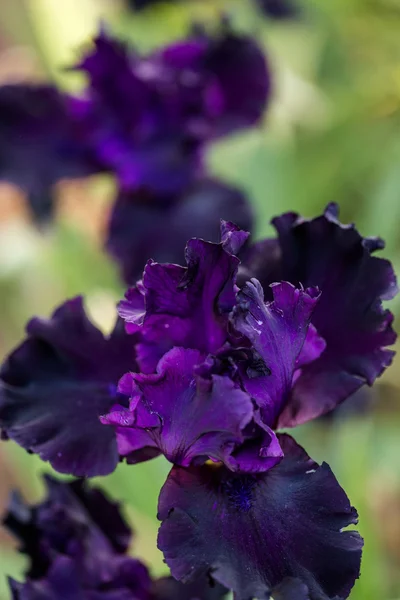 Iris trädgård — Stockfoto