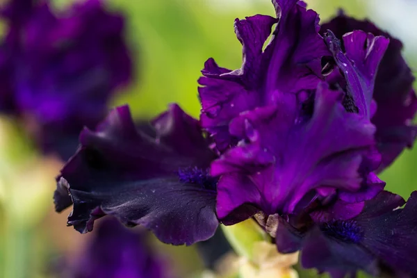 Iris tuin — Stockfoto