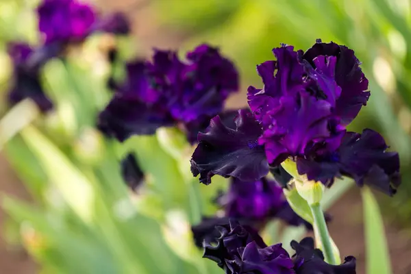 Iris tuin — Stockfoto