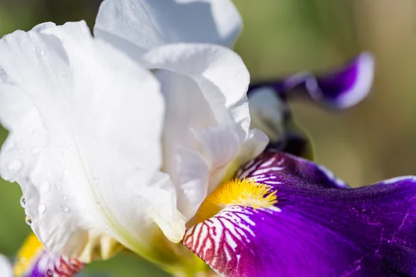 Iris zahrada — Stock fotografie