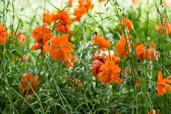 Papaveri in fiore — Foto Stock