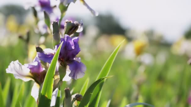 Campo de Iris — Vídeos de Stock