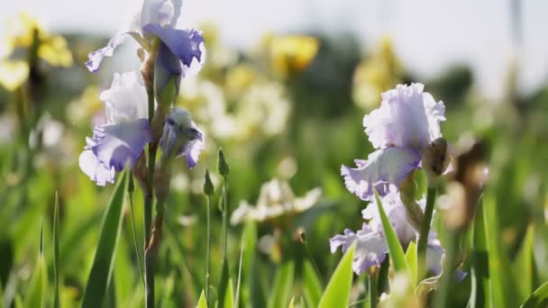 Iris field — Stock Video