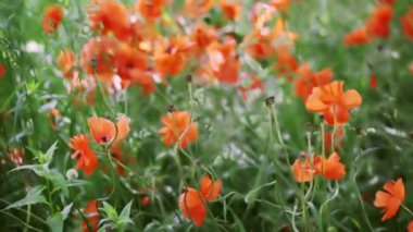 Haşhaş çiçek alanı