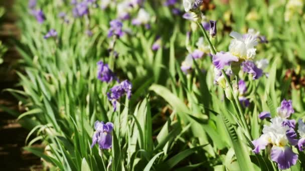 Campo de Iris — Vídeos de Stock