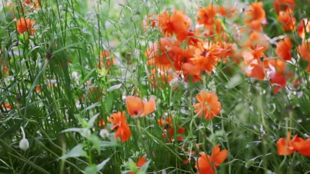 Campo de flores de amapolas — Vídeos de Stock