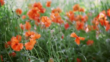 Haşhaş çiçek alanı