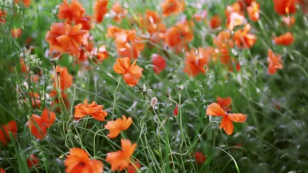 Poppies flower field — Stock Video