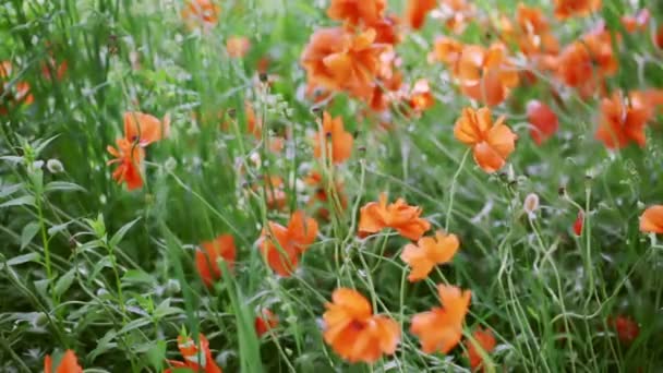 Campo de flores de amapolas — Vídeos de Stock