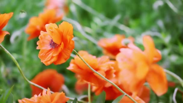 Poppies flower field — Stock Video