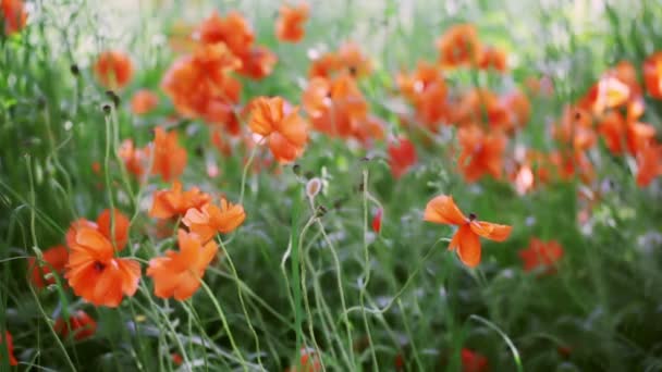 Campo de flores de amapolas — Vídeos de Stock