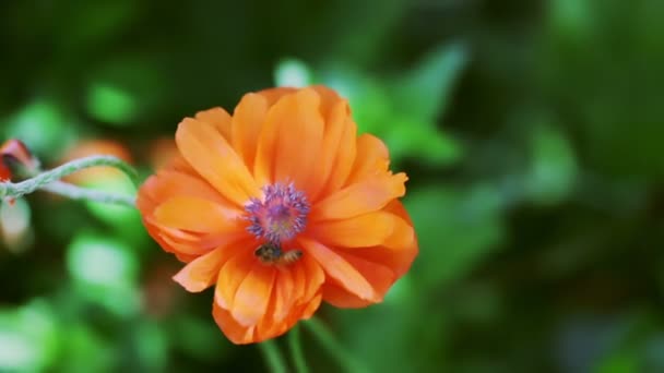 Bee pollinating red poppy — Stock Video