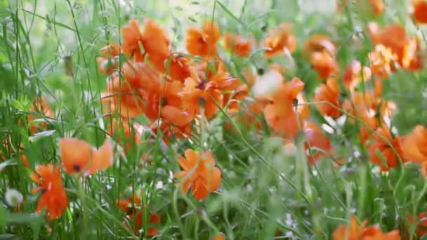 Poppies flower field — Stock Video