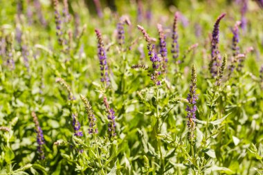 çiçek açan çiçekler