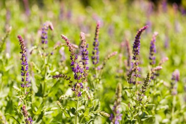 çiçek açan çiçekler