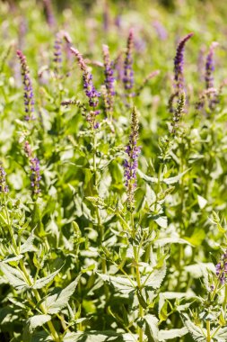 çiçek açan çiçekler