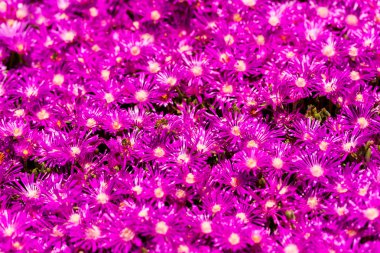 çiçek açan çiçekler