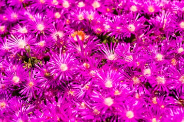 çiçek açan çiçekler