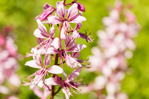 Flores em flor — Fotografia de Stock