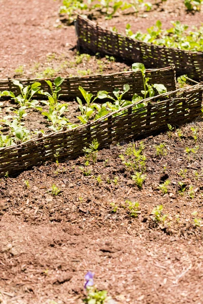 Jardim de legumes — Fotografia de Stock