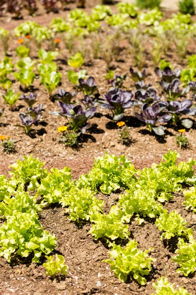 Huerto vegetal — Foto de Stock