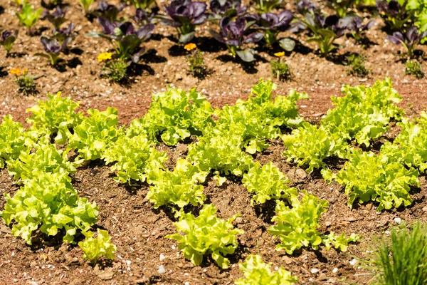 Gemüsegarten — Stockfoto