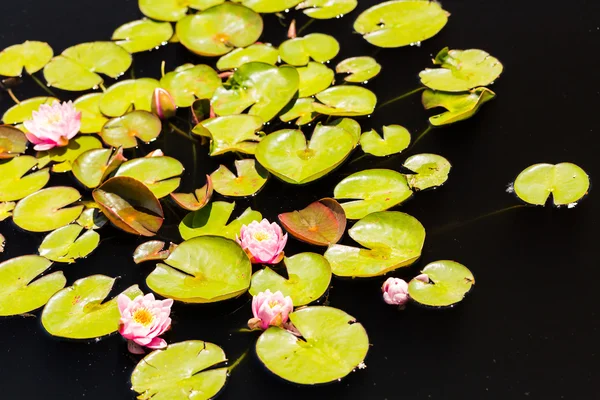 Blooming water lilies — Stock Photo, Image