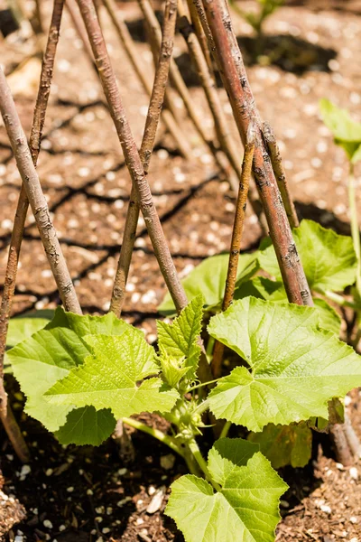 Vegetable garden — Stock Photo, Image