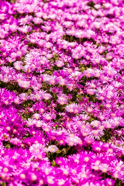 Цветущие цветы — стоковое фото