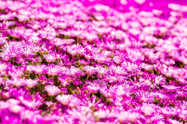 Flores florecientes — Foto de Stock