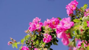 arı polen pembe bir gül toplar.