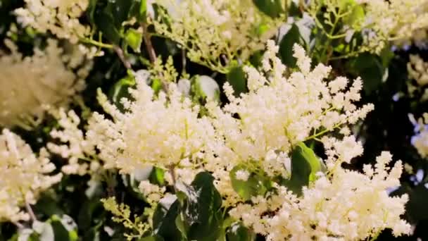 Blooming tree with white flowers — Stock Video