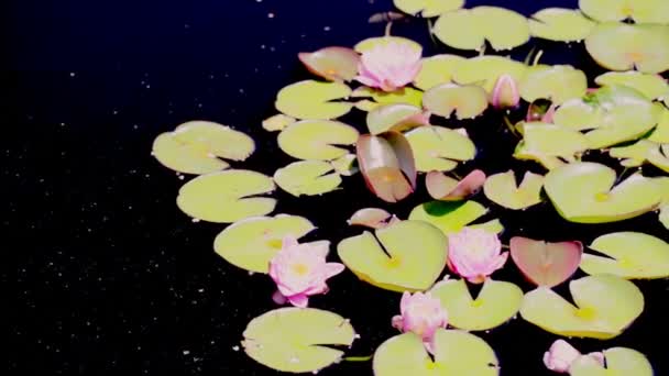 Water lily — Stock Video