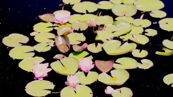 Water lily — Stock Video