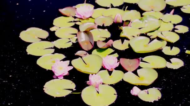 Water lily — Stock Video