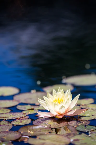 Water lily — Stock Photo, Image