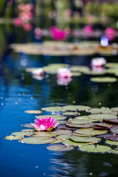 Lirio de agua — Foto de Stock