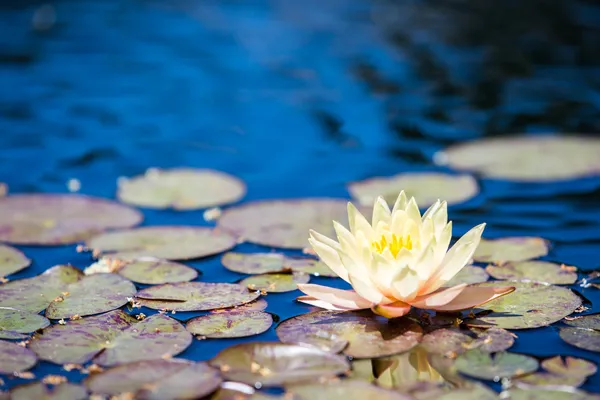 Water lily Royalty Free Stock Images