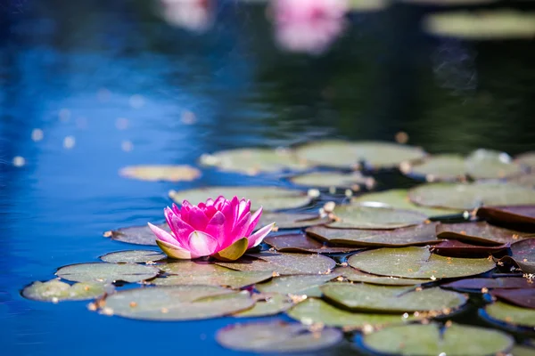Water lily Stock Image