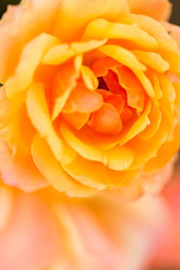 çiçek açan Sarı Gül