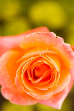 çiçek açan Sarı Gül