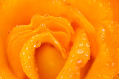 çiçek açan Sarı Gül