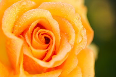 çiçek açan Sarı Gül